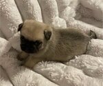 Small Photo #10 Pug Puppy For Sale in ZEBULON, NC, USA