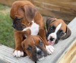Small Boxer