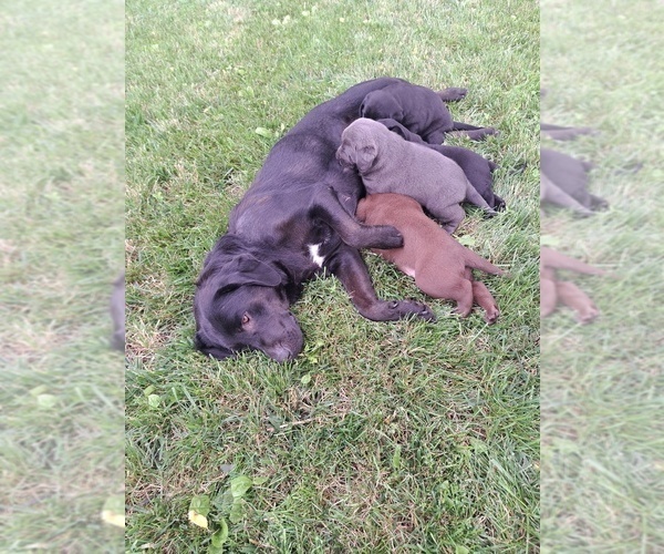 Medium Photo #1 Labrador Retriever Puppy For Sale in GREENWOOD, WI, USA