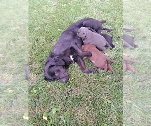 Labrador Retriever Litter for sale in GREENWOOD, WI, USA