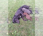 Small Labrador Retriever