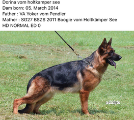 Mother of the German Shepherd Dog puppies born on 04/29/2017