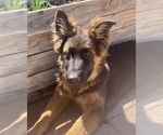 Small Photo #21 German Shepherd Dog Puppy For Sale in HESPERIA, CA, USA