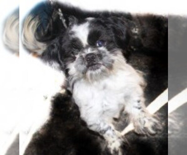 Medium Photo #1 Shih Tzu Puppy For Sale in THAYER, KS, USA