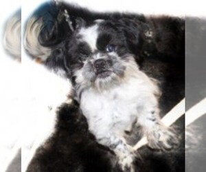 Father of the Shih Tzu puppies born on 06/18/2025