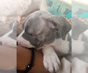 American Pit Bull Terrier Puppy for sale in GREENVILLE, SC, USA