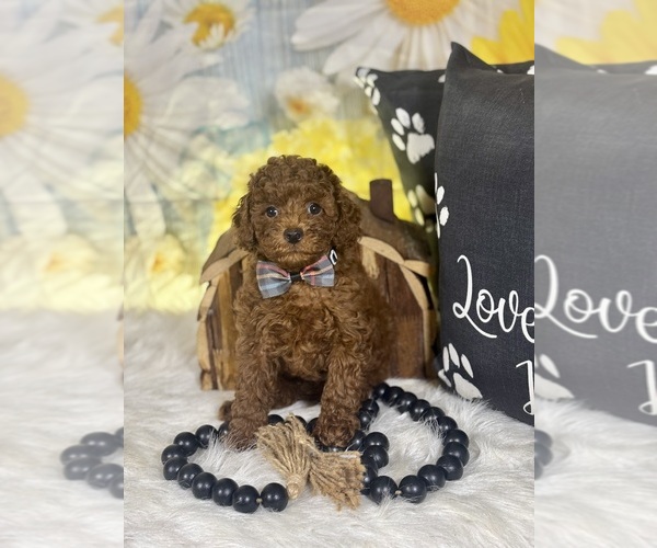 Medium Photo #14 Poodle (Toy) Puppy For Sale in RIPLEY, MS, USA