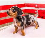 Small Photo #26 Dachshund Puppy For Sale in WAKARUSA, IN, USA