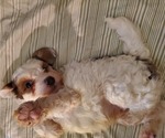 Small #7 Bernedoodle (Miniature)