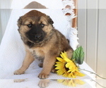 Small Photo #2 Boxer-Norwegian Elkhound Mix Puppy For Sale in SHILOH, OH, USA