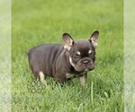 Small #4 French Bulldog
