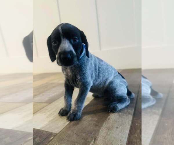 Medium Photo #1 German Shorthaired Pointer Puppy For Sale in PASCO, WA, USA