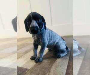 Medium German Shorthaired Pointer
