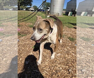 Walter - At the Shelter - Male Mutt Dog for Adoption - Photo #4