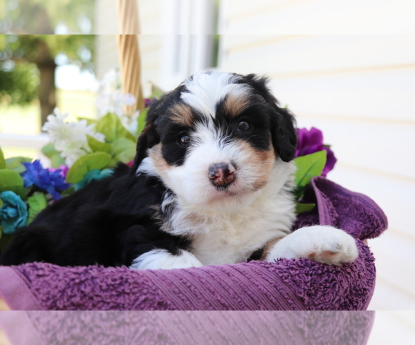 Medium Photo #1 Miniature Bernedoodle Puppy For Sale in SHILOH, OH, USA