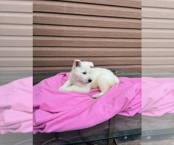 Medium Photo #6 German Shepherd Dog Puppy For Sale in GREENWOOD, WI, USA