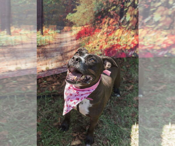 Medium Photo #5 American Staffordshire Terrier Puppy For Sale in Mooresville, NC, USA