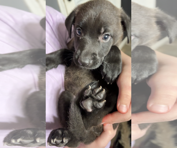 Medium Photo #2 German Shepherd Dog-Unknown Mix Puppy For Sale in Kankakee, IL, USA