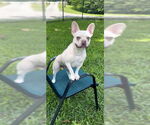 Small #17 French Bulldog