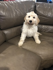 Goldendoodle Puppy for sale in ALGONQUIN, IL, USA