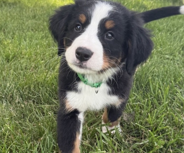 Medium Photo #45 Bernese Mountain Dog Puppy For Sale in SPRINGFIELD, OH, USA