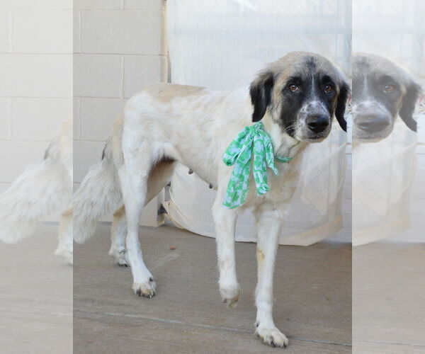 Medium Photo #2 Anatolian Shepherd-Great Pyrenees Mix Puppy For Sale in McKinney, TX, USA