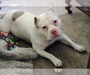 Father of the American Bully puppies born on 05/27/2026