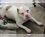 Small Photo #1 American Bully Puppy For Sale in COUDERSPORT, PA, USA