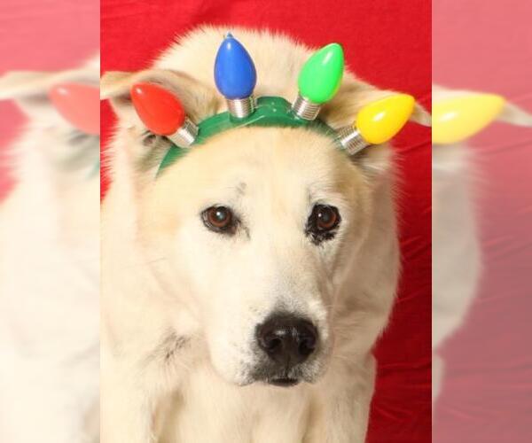 Medium Photo #1 Siberian Husky-Unknown Mix Puppy For Sale in Burbank, CA, USA