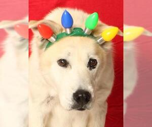 Siberian Husky-Unknown Mix Dogs for adoption in Burbank, CA, USA