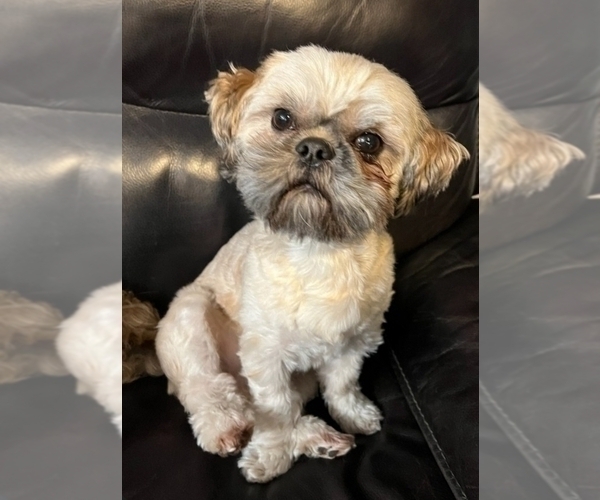 Medium Photo #5 Zuchon Puppy For Sale in NEW YORK MILLS, MN, USA