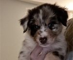 Puppy Twix Australian Shepherd