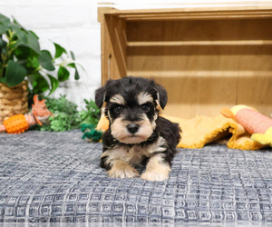 Schnauzer (Miniature) Puppy for sale in SYRACUSE, IN, USA
