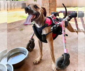 Mutt Dogs for adoption in OKLAHOMA CITY, OK, USA