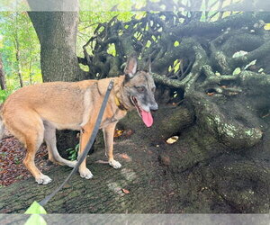 Maggie May - Located in Florida - Female Mutt Dog for Adoption - Photo #6