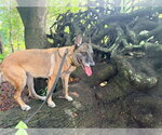 Small Photo #6 Mutt Puppy For Sale in Imlay City, MI, USA