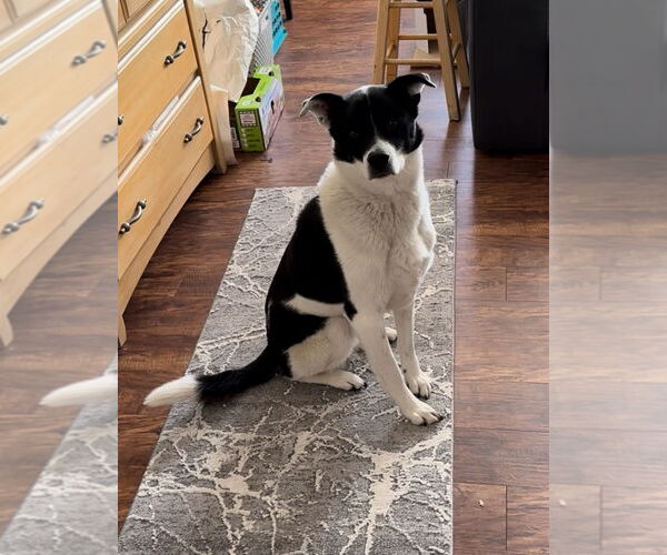 Medium Photo #3 Mutt Puppy For Sale in Fort Collins, CO, USA
