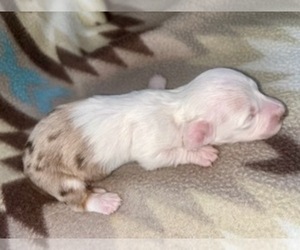 Dachshund Puppy for sale in LAWRENCEBURG, TN, USA