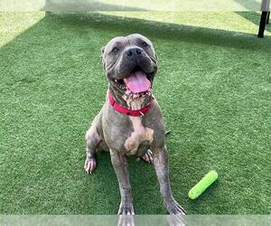 Mutt Dogs for adoption in Orange, CA, USA