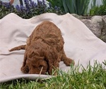Small Photo #42 Irish Doodle Puppy For Sale in GOSHEN, IN, USA