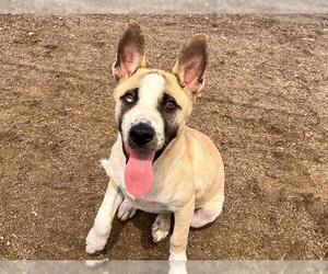 Siberian Husky-Unknown Mix Dogs for adoption in Orange, CA, USA