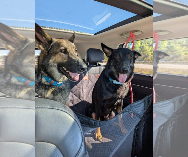 Medium Photo #6 German Shepherd Dog-Unknown Mix Puppy For Sale in Oro Medonte, Ontario, Canada