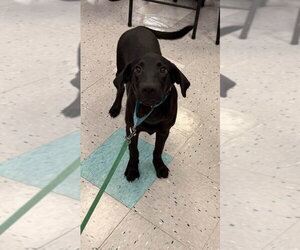 Labrador Retriever-Unknown Mix Dogs for adoption in Palatine/Kildeer/Buffalo grove, IL, USA