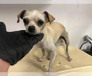 Chihuahua Dogs for adoption in Corona, CA, USA
