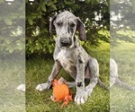 Image preview for Ad Listing. Nickname: Phoenix