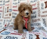 Small #7 Cavapoo (Miniature)