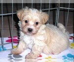 Small Photo #9 Maltipoo Puppy For Sale in ORO VALLEY, AZ, USA