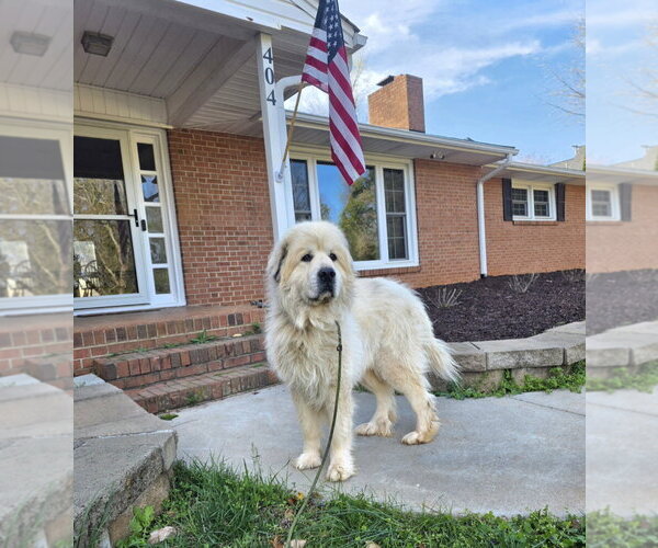 Medium Photo #2 Great Pyrenees Puppy For Sale in Thomasville, NC, USA