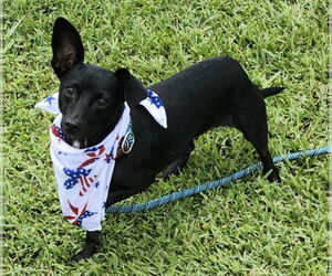 Rat-Cha Dogs for adoption in New Orleans, LA, USA