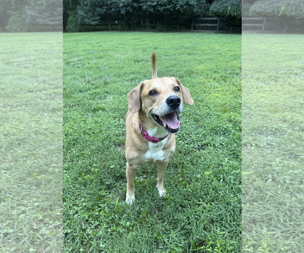 Medium Photo #5 Labbe Puppy For Sale in Arlington, VA, USA